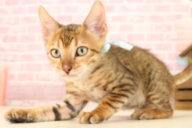 福岡県のトイガー (Coo&RIKU黒崎店/2025年4月23日生まれ/男の子/ブラウンスポットタビー)の子猫の3枚目の画像