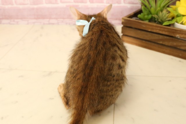 福岡県のトイガー (Coo&RIKU黒崎店/2025年4月23日生まれ/男の子/ブラウンスポットタビー)の子猫の4枚目の画像