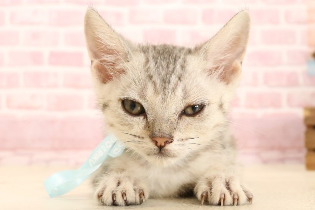 福岡県のマンチカン (Coo&RIKU福岡古賀店/2025年5月7日生まれ/男の子/シルバータビー)の子猫の1枚目の画像
