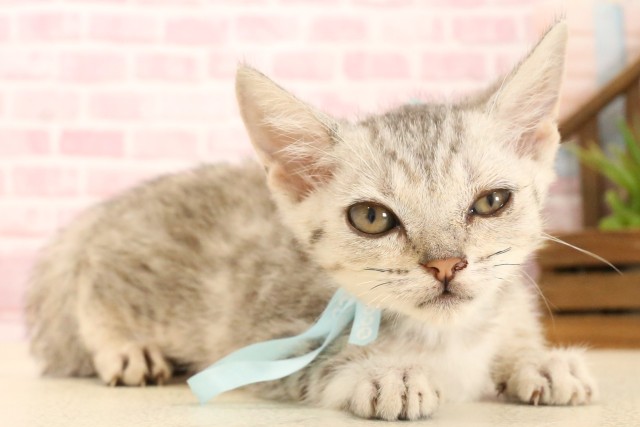 福岡県のマンチカン (Coo&RIKU福岡古賀店/2025年5月7日生まれ/男の子/シルバータビー)の子猫の2枚目の画像