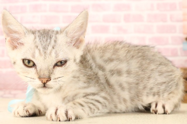 福岡県のマンチカン (Coo&RIKU福岡古賀店/2025年5月7日生まれ/男の子/シルバータビー)の子猫の3枚目の画像