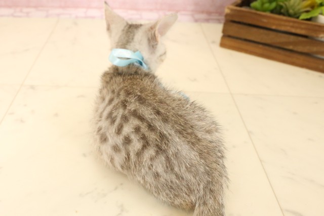 福岡県のマンチカン (Coo&RIKU福岡古賀店/2025年5月7日生まれ/男の子/シルバータビー)の子猫の4枚目の画像