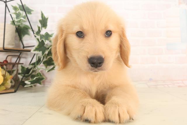 徳島県のゴールデンレトリバー (Coo&RIKU徳島店/2025年5月24日生まれ/男の子/ゴールデン)の子犬