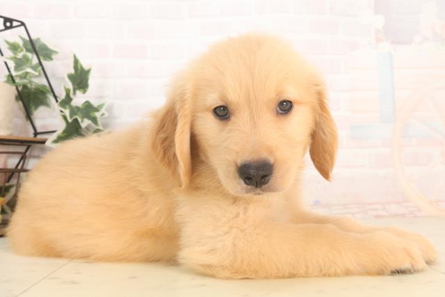 徳島県のゴールデンレトリバー (Coo&RIKU徳島店/2025年5月24日生まれ/男の子/ゴールデン)の子犬の2枚目の画像