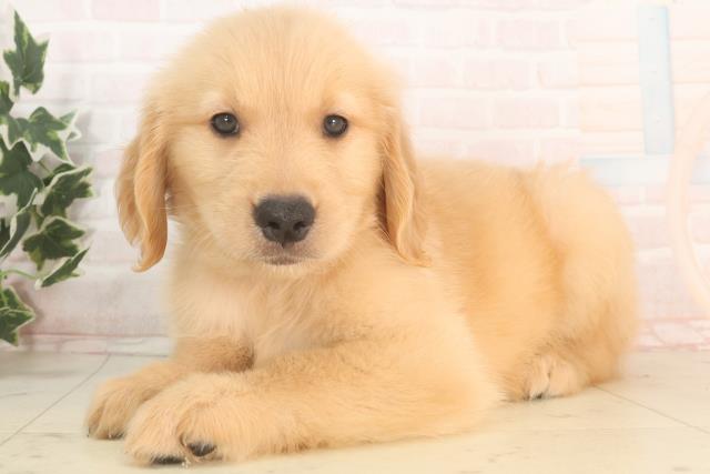 徳島県のゴールデンレトリバー (Coo&RIKU徳島店/2025年5月24日生まれ/男の子/ゴールデン)の子犬の3枚目の画像