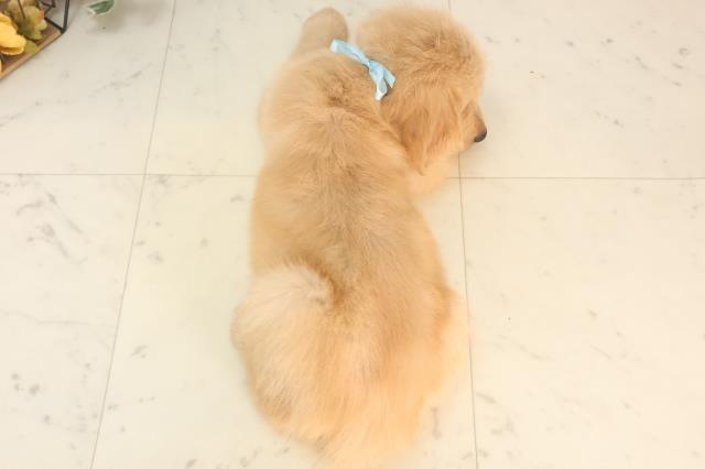 徳島県のゴールデンレトリバー (Coo&RIKU徳島店/2025年5月24日生まれ/男の子/ゴールデン)の子犬の4枚目の画像