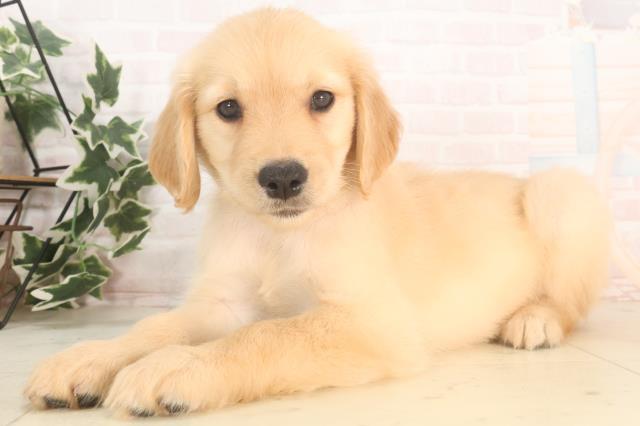 山口県のゴールデンレトリバー (Coo&RIKUシーモール下関店/2025年5月24日生まれ/女の子/ゴールデン)の子犬の3枚目の画像