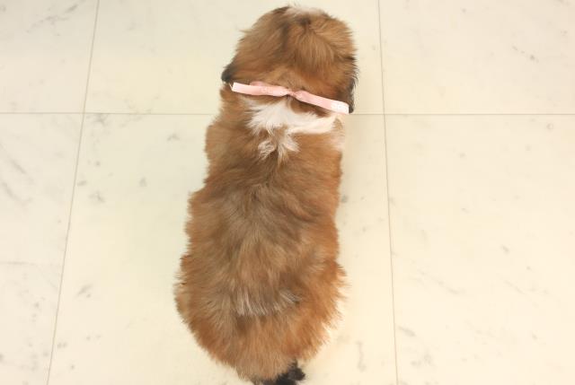 兵庫県のシーズー (Coo&RIKU明石店/2025年5月24日生まれ/女の子/ゴールドホワイト)の子犬の4枚目の画像