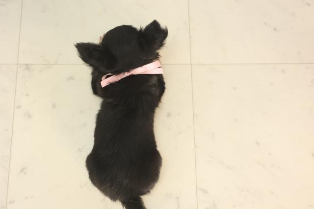 佐賀県のチワワ(ロング) (Coo&RIKU佐賀神埼店/2025年5月23日生まれ/女の子/ブラックタン)の子犬の4枚目の画像