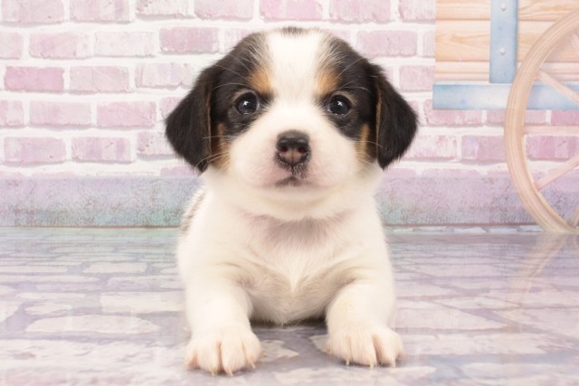 京都府のハーフ犬・ミックス犬 (Coo&RIKU京都河原町店/2025年5月23日生まれ/女の子/トライカラー)の子犬の1枚目の画像