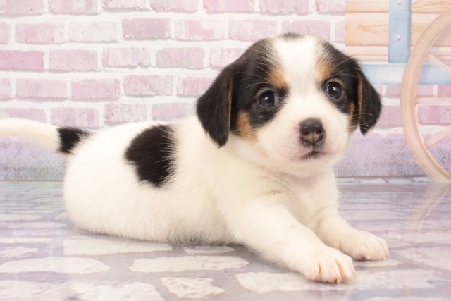 京都府のハーフ犬・ミックス犬 (Coo&RIKU京都河原町店/2025年5月23日生まれ/女の子/トライカラー)の子犬の2枚目の画像