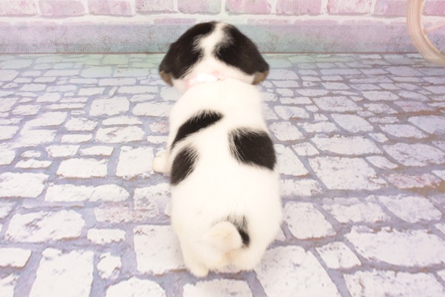京都府のハーフ犬・ミックス犬 (Coo&RIKU京都河原町店/2025年5月23日生まれ/女の子/トライカラー)の子犬の4枚目の画像