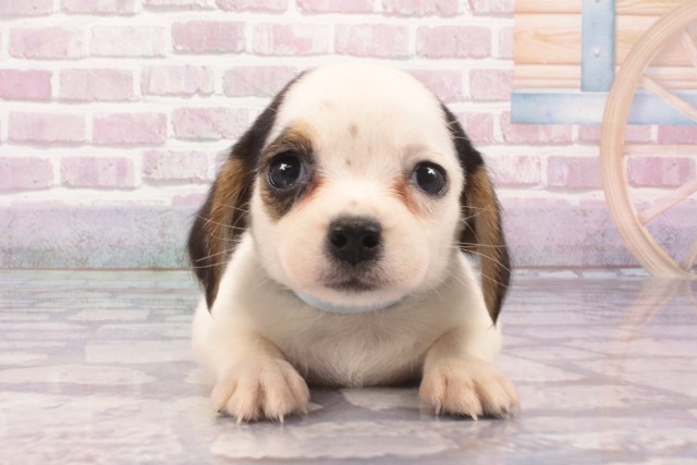 大阪府のハーフ犬・ミックス犬 (Coo&RIKU天王寺店/2025年5月12日生まれ/男の子/トライカラー)の子犬の1枚目の画像