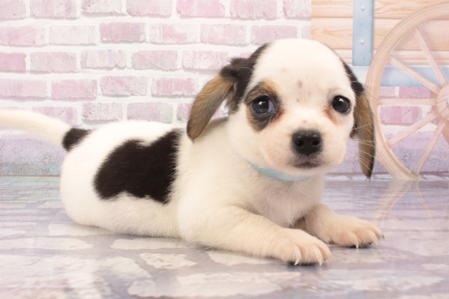 大阪府のハーフ犬・ミックス犬 (Coo&RIKU天王寺店/2025年5月12日生まれ/男の子/トライカラー)の子犬の2枚目の画像