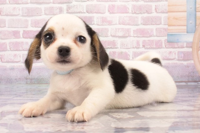 大阪府のハーフ犬・ミックス犬 (Coo&RIKU天王寺店/2025年5月12日生まれ/男の子/トライカラー)の子犬の3枚目の画像