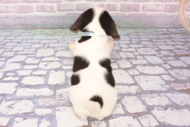 大阪府のハーフ犬・ミックス犬 (Coo&RIKU天王寺店/2025年5月12日生まれ/男の子/トライカラー)の子犬の4枚目の画像