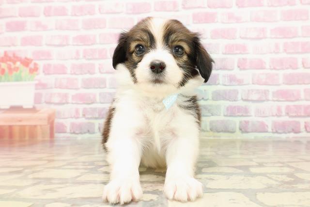 群馬県のパピヨン (Coo&RIKU藤岡店/2025年5月25日生まれ/男の子/ホワイトブラウン)の子犬の1枚目の画像