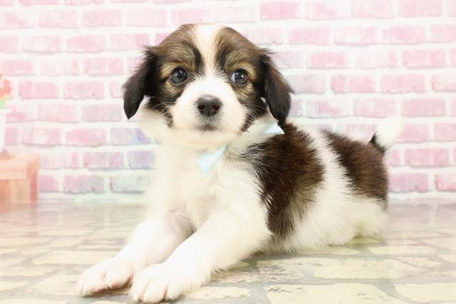 群馬県のパピヨン (Coo&RIKU藤岡店/2025年5月25日生まれ/男の子/ホワイトブラウン)の子犬の2枚目の画像