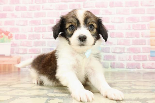 群馬県のパピヨン (Coo&RIKU藤岡店/2025年5月25日生まれ/男の子/ホワイトブラウン)の子犬の3枚目の画像