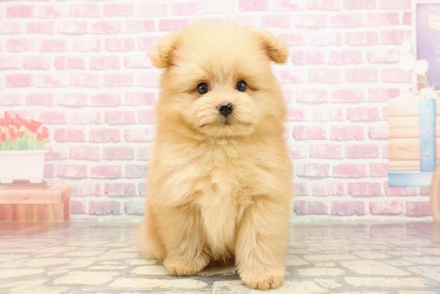 神奈川県のポメプー(ポメラニアン×プードル) (Coo&RIKU長津田店/2025年5月2日生まれ/男の子/アプリコット)の子犬の1枚目の画像