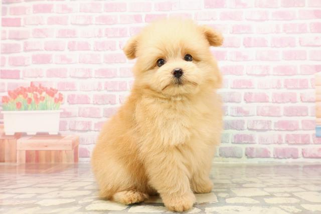 神奈川県のポメプー(ポメラニアン×プードル) (Coo&RIKU長津田店/2025年5月2日生まれ/男の子/アプリコット)の子犬の3枚目の画像