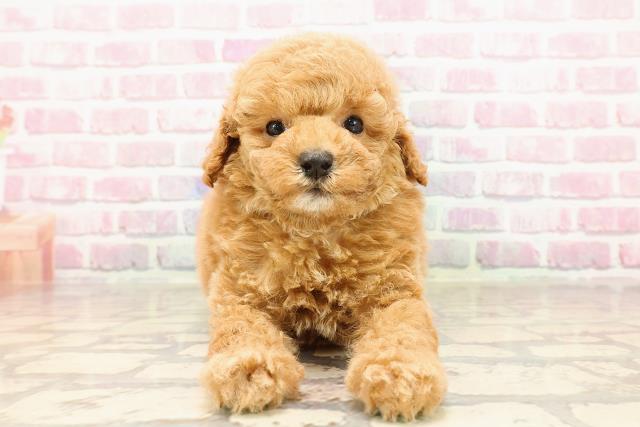 新潟県のトイプードル(トイ) (Coo&RIKU上越店/2025年5月25日生まれ/女の子/レッド)の子犬の1枚目の画像