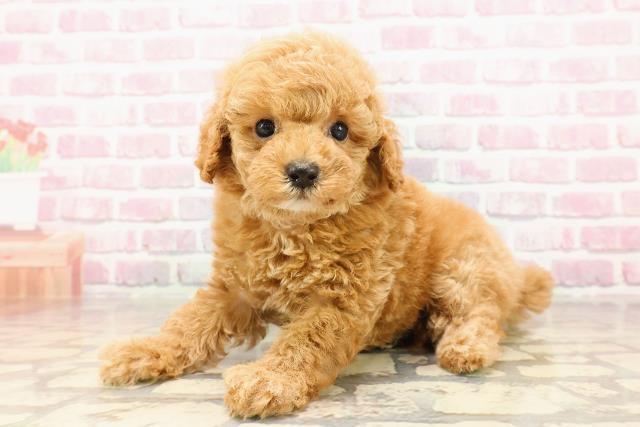 新潟県のトイプードル(トイ) (Coo&RIKU上越店/2025年5月25日生まれ/女の子/レッド)の子犬の2枚目の画像