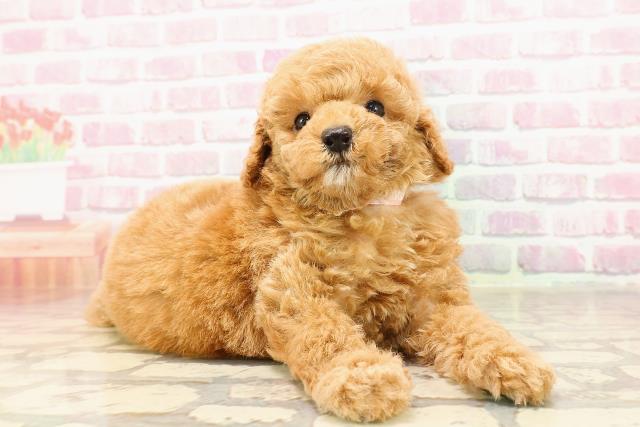 新潟県のトイプードル(トイ) (Coo&RIKU上越店/2025年5月25日生まれ/女の子/レッド)の子犬の3枚目の画像