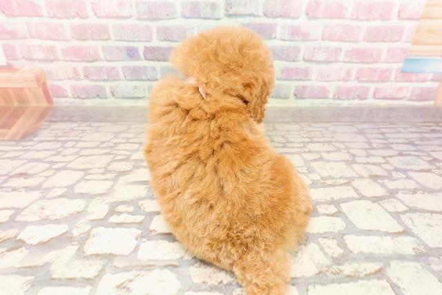新潟県のトイプードル(トイ) (Coo&RIKU上越店/2025年5月25日生まれ/女の子/レッド)の子犬の4枚目の画像