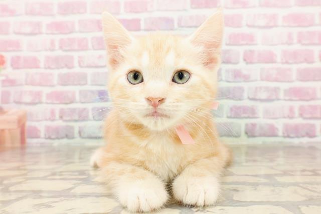 北海道のアメリカンショートヘアー (Coo&RIKU旭川店/2025年5月24日生まれ/女の子/レッドタビー)の子猫の1枚目の画像