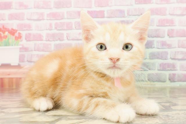 北海道のアメリカンショートヘアー (Coo&RIKU旭川店/2025年5月24日生まれ/女の子/レッドタビー)の子猫の3枚目の画像