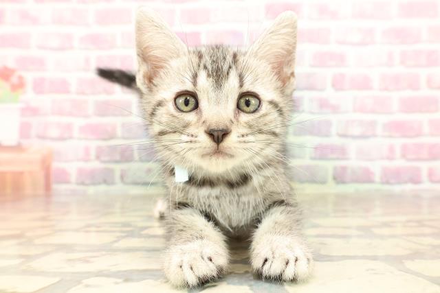 長野県のアメリカンショートヘアー (Coo&RIKU長野店/2025年5月21日生まれ/男の子/シルバータビー)の子猫の1枚目の画像