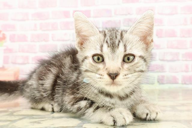 長野県のアメリカンショートヘアー (Coo&RIKU長野店/2025年5月21日生まれ/男の子/シルバータビー)の子猫の3枚目の画像