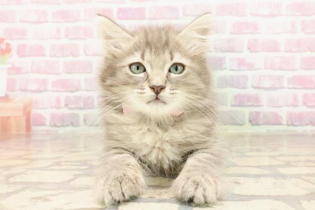 北海道のアメリカンカール (Coo&RIKU札幌西店/2025年5月14日生まれ/女の子/ブルータビー)の子猫の1枚目の画像
