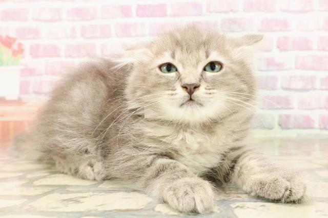 北海道のアメリカンカール (Coo&RIKU札幌西店/2025年5月14日生まれ/女の子/ブルータビー)の子猫の3枚目の画像