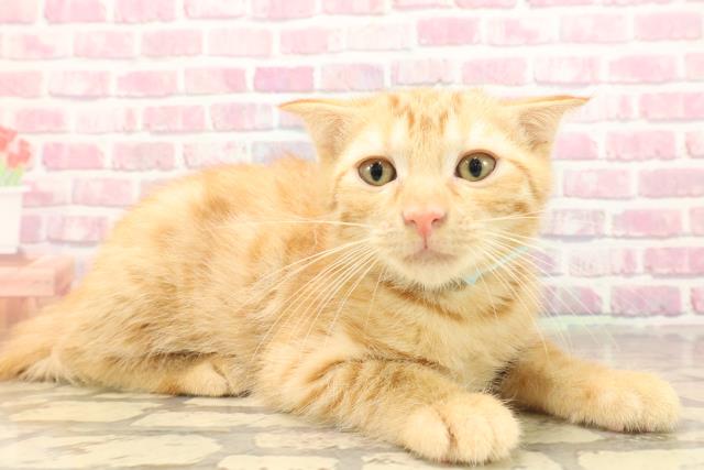 秋田県のアメリカンカール (Coo&RIKU秋田店/2025年5月2日生まれ/男の子/レッドタビー)の子猫の3枚目の画像