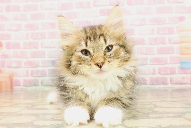 ノルウェージャン・フォレストキャット