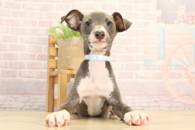 イタリアングレーハウンドの子犬一覧｜ペットショップCoo＆RIKU