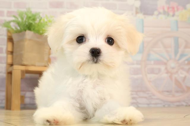 愛知県のマルチーズ (Coo&RIKU半田店/2025年5月23日生まれ/男の子/ホワイト)の子犬の1枚目の画像