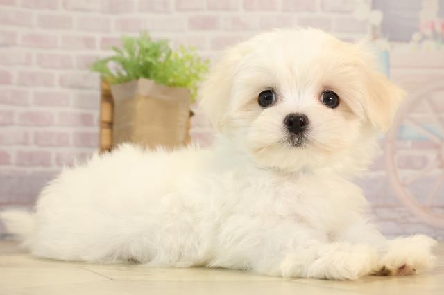 愛知県のマルチーズ (Coo&RIKU半田店/2025年5月23日生まれ/男の子/ホワイト)の子犬の2枚目の画像