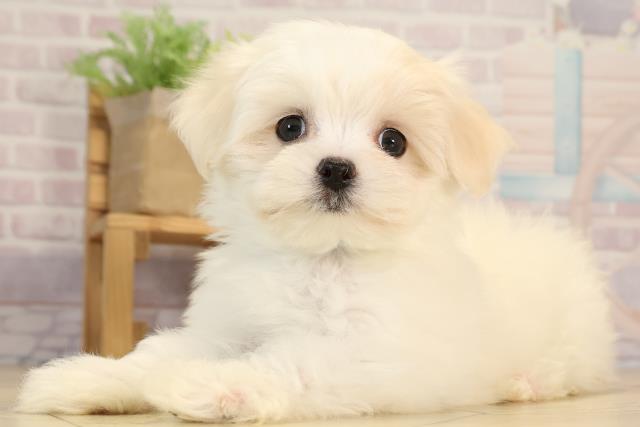 愛知県のマルチーズ (Coo&RIKU半田店/2025年5月23日生まれ/男の子/ホワイト)の子犬の3枚目の画像