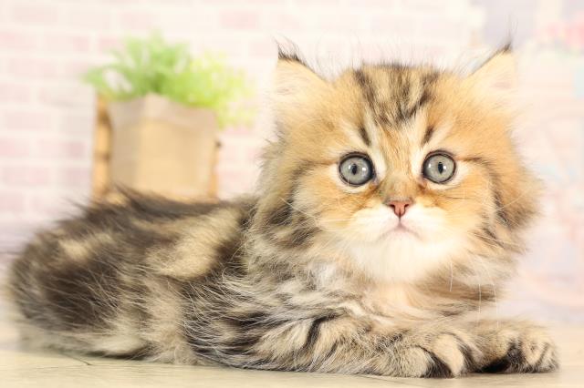 三重県のペルシャ (Coo&RIKU四日市店/2025年5月25日生まれ/女の子/シェーデットゴールデン)の子猫の2枚目の画像