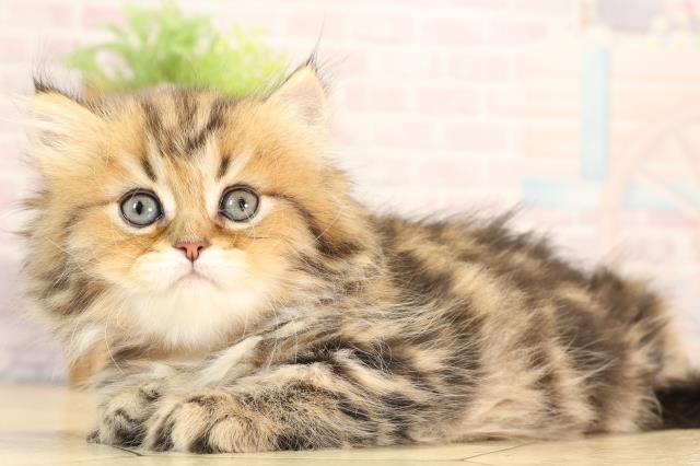 三重県のペルシャ (Coo&RIKU四日市店/2025年5月25日生まれ/女の子/シェーデットゴールデン)の子猫の3枚目の画像