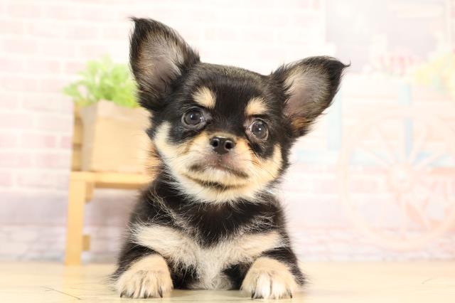愛知県のチワワ(ロング) (Coo&RIKU名古屋みなと店/2025年5月23日生まれ/男の子/ブラックタン)の子犬の1枚目の画像