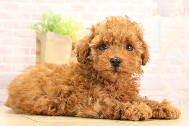 愛知県のトイプードル(トイ) (Coo&RIKU豊田店/2025年5月23日生まれ/女の子/レッド)の子犬の2枚目の画像