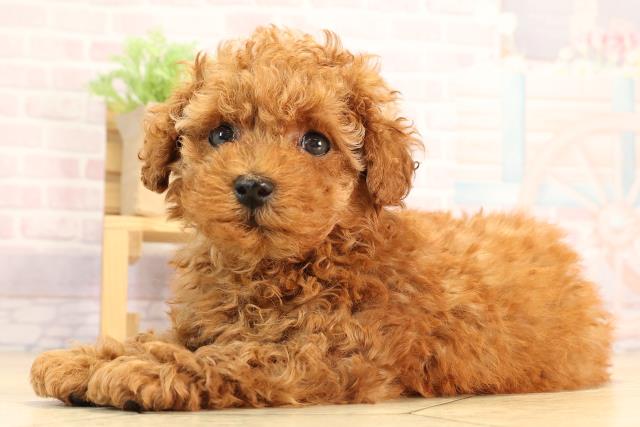 愛知県のトイプードル(トイ) (Coo&RIKU豊田店/2025年5月23日生まれ/女の子/レッド)の子犬の3枚目の画像