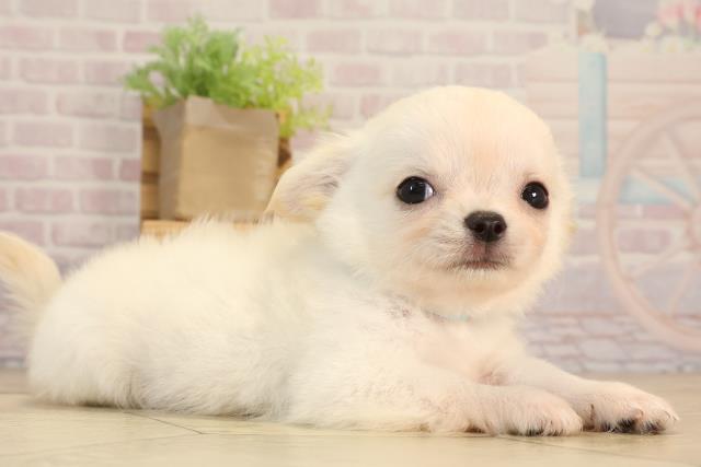 三重県のチワワ(ロング) (Coo&RIKU四日市店/2025年5月22日生まれ/男の子/クリーム)の子犬の2枚目の画像