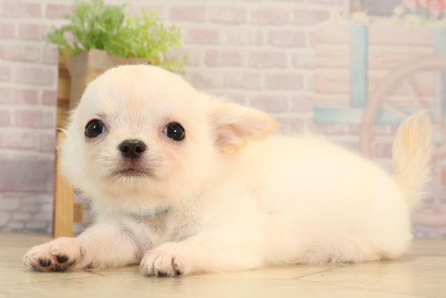 三重県のチワワ(ロング) (Coo&RIKU四日市店/2025年5月22日生まれ/男の子/クリーム)の子犬の3枚目の画像