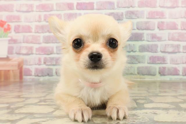 神奈川県のチワワ(ロング) (Coo&RIKU藤沢店/2025年5月22日生まれ/女の子/クリーム)の子犬の1枚目の画像