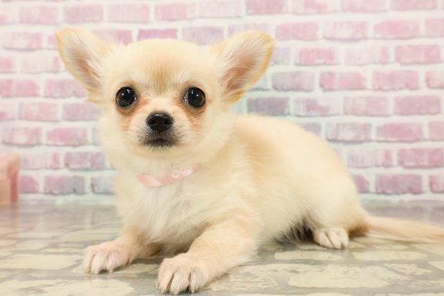 神奈川県のチワワ(ロング) (Coo&RIKU藤沢店/2025年5月22日生まれ/女の子/クリーム)の子犬の2枚目の画像